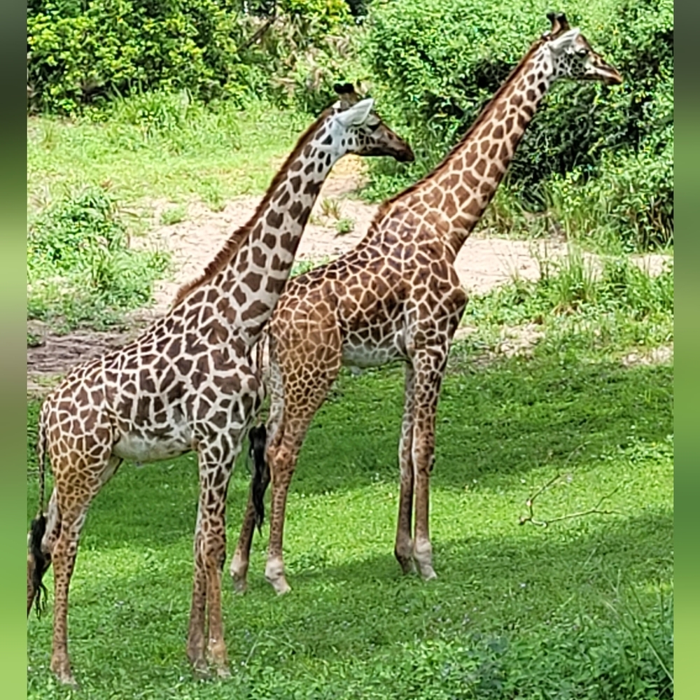 Meet your Posher, Miranda